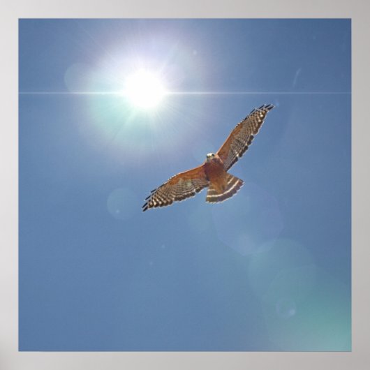 赤い肩掛けタカ明るい太陽の写真芸術 ポスター (正面)
