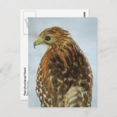 赤い肩掛けタカ(ブテオ線)葉書 ポストカード (正面/裏面)