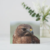 赤い肩掛けホーク写真はがき ポストカード (スタンド正面)