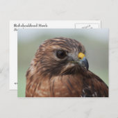 赤い肩掛けホーク写真はがき ポストカード (正面/裏面)