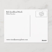 赤い肩掛けホーク写真はがき ポストカード (裏面)