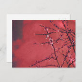 赤い背景に咲く春の花 シーズンポストカード (正面/裏面)