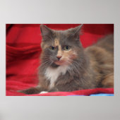 赤い背景リラックスに美しいペット猫 ポスター (正面)
