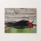 赤い胸のサプカーに出会う ジグソーパズル (横)