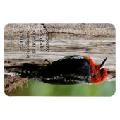 赤い胸のサプカーに出会う マグネット (横)