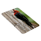 赤い胸のサプカーに出会う マグネット (右側)