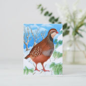 赤い脚のヤマウズラ ポストカード (スタンド正面)