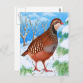 赤い脚のヤマウズラ ポストカード (正面/裏面)