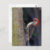 赤い腹をしたキツツキ ポストカード (正面/裏面)
