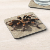 赤い膝の有毒タランチュラ・ブラチペルマ コースター (左側)