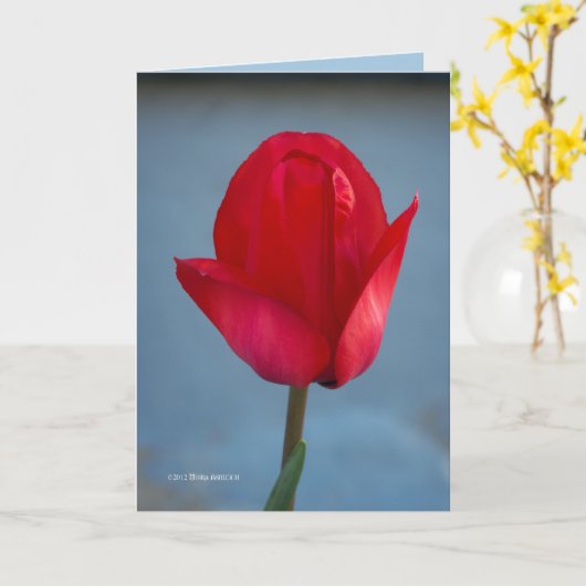 赤い色 カード (黄色い花)