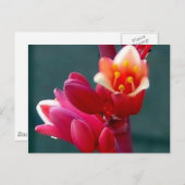 赤い花が咲くポストカード ポストカード (正面/裏面)