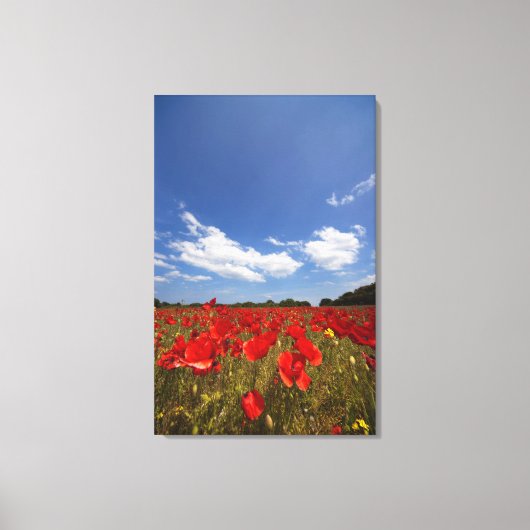 赤い花でいっぱいの畑 キャンバスプリント (正面)