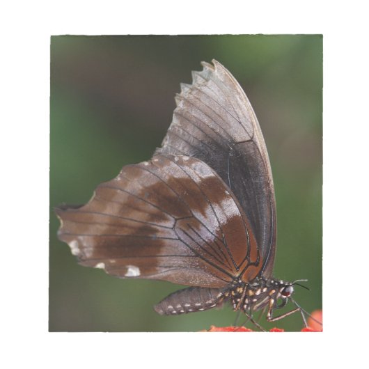 赤い花に白と茶色の蝶 ノートパッド (正面)