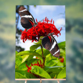 赤い花に蝶の葉を伸ばすシマウマ アクリルサイン (ニュートラル)