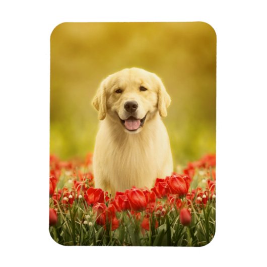 赤い花のゴールデンリタイバー マグネット (縦)