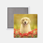 赤い花のゴールデンリタイバー マグネット (正面/裏面)