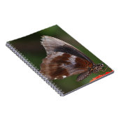 赤い花の上の白と茶色の蝶 ノートブック (右側)