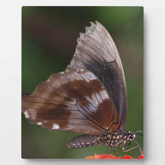 赤い花の上の白と茶色の蝶 フォトプラーク (正面)