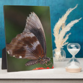 赤い花の上の白と茶色の蝶 フォトプラーク (側面)