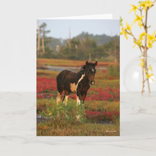 赤い花の中に立つチンコテーグのキツネ カード (黄色い花)