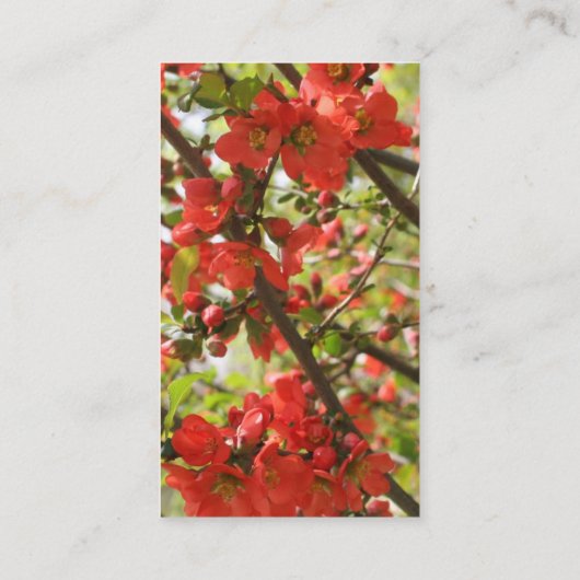 赤い花の写真撮影名刺 名刺 (裏面)