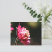 赤い花の日光の花柄の郵便はがき ポストカード (スタンド正面)