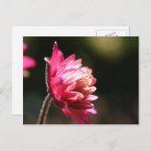 赤い花の日光の花柄の郵便はがき ポストカード (正面/裏面)