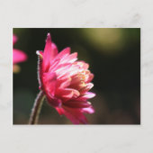 赤い花の日光の花柄の郵便はがき ポストカード (正面)