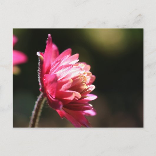 赤い花の日光の花柄の郵便はがき ポストカード (正面)