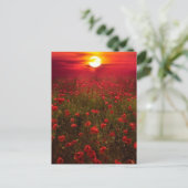 赤い花の畑の美しい夕日 ポストカード (スタンド正面)