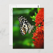 赤い花の美しい蝶 ポストカード (正面/裏面)