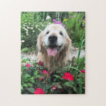 赤い花の間に微笑むゴールデンレトリバー犬