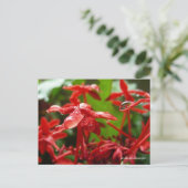 赤い花の雨粒 ポストカード (スタンド正面)