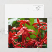 赤い花の雨粒 ポストカード (正面/裏面)