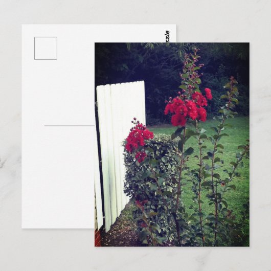 赤い花はがき ポストカード (正面/裏面)