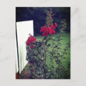 赤い花はがき ポストカード (正面)