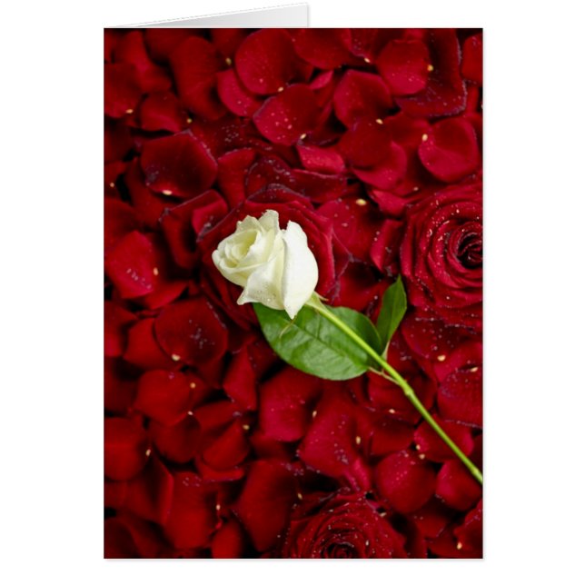 赤い花びらの白いバラ (正面)