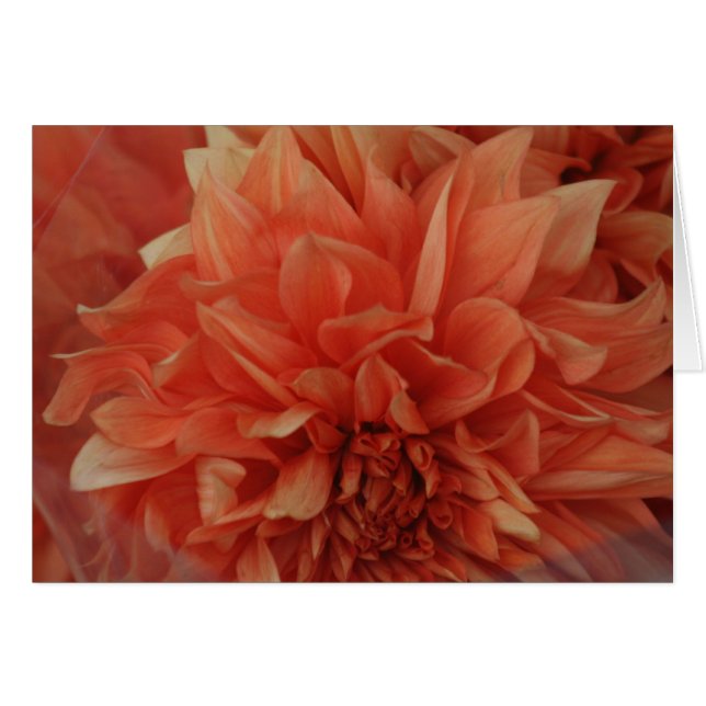 赤い花カード*Blank (正面横)