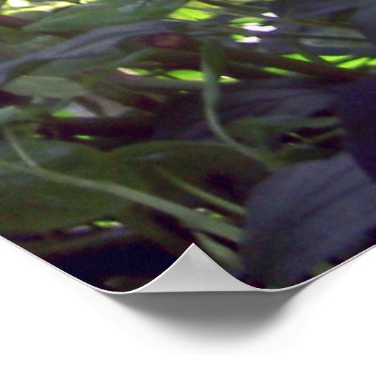 赤い花ポスター ポスター (角)