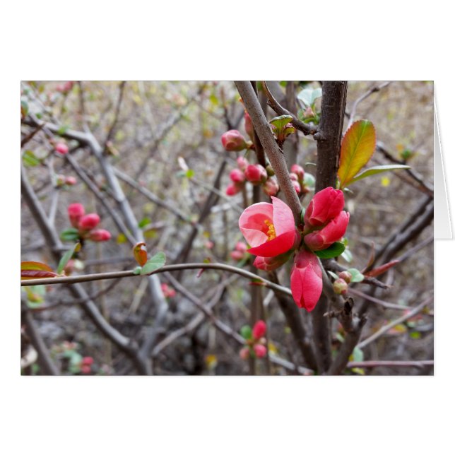 赤い花 (正面横)