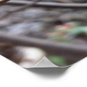 赤い花 ポスター (角)