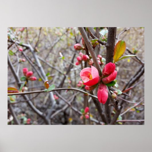 赤い花 ポスター (正面)