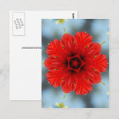 赤い花 ポストカード (正面/裏面)