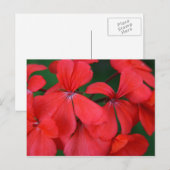 赤い花 ポストカード (正面/裏面)