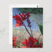 赤い花 ポストカード (正面/裏面)