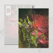 赤い花 ポストカード (正面/裏面)