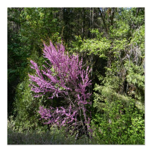 赤い芽の木が春... ポスター (正面)