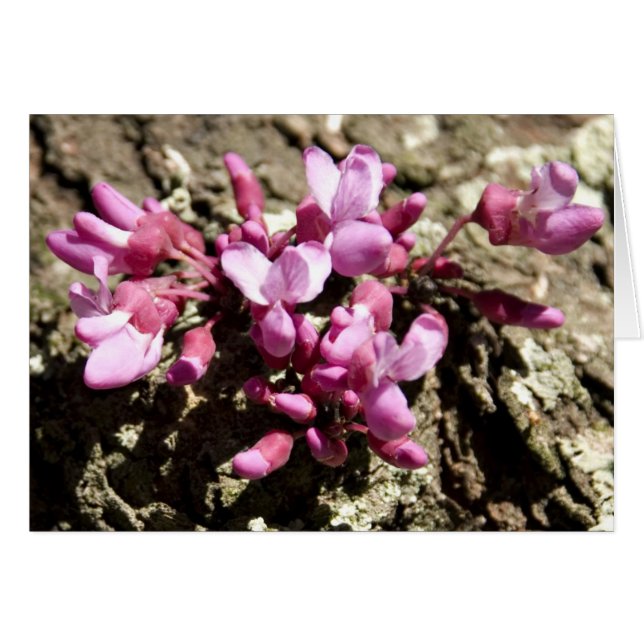 赤い芽の木 (正面横)