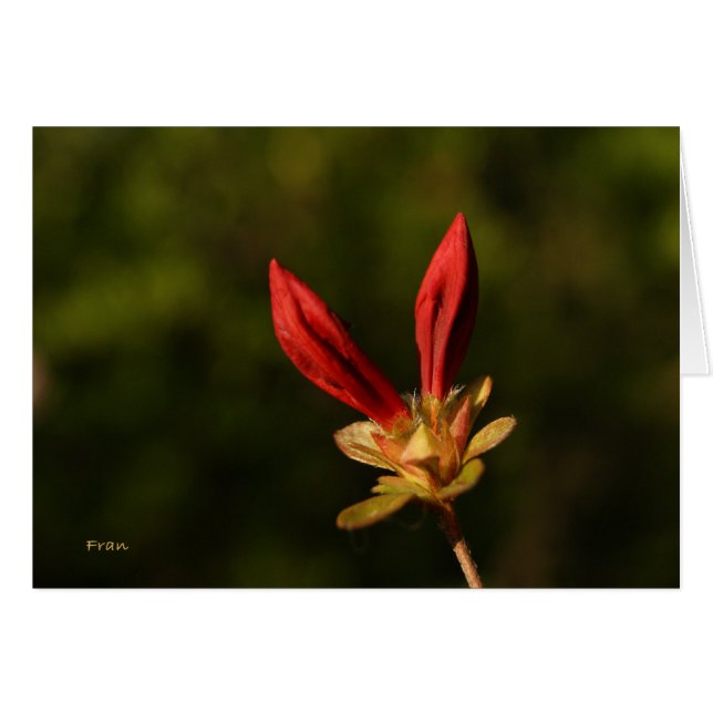 赤い芽 (正面横)
